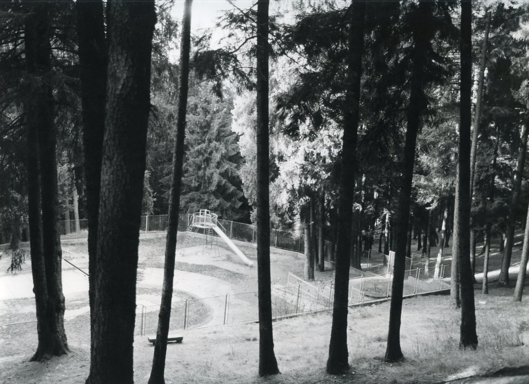 Pineta
